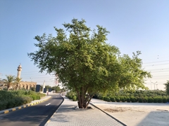 Ziziphus mauritiana