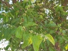 Ziziphus mauritiana