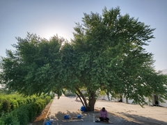 Ziziphus mauritiana