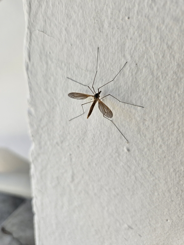 Unknown species found near Franklin to the Fort, Missoula, MT, USA