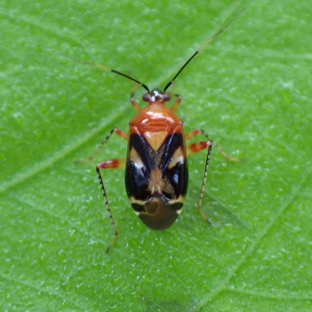 Horciasisca insignis