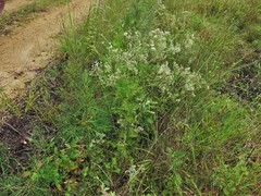 Eupatorium cordigerum