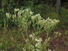 Eupatorium cordigerum