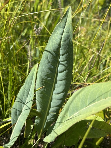 waxy cone-flower (Rudbeckia glaucescens)