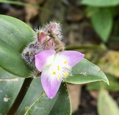 Tradescantia cerinthoides