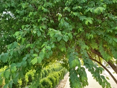 Ziziphus mauritiana