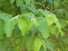 Ziziphus mauritiana