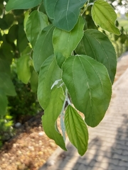 Ziziphus mauritiana
