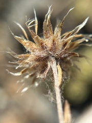 Antennaria suffrutescens, photograph author not stated, no rights reserved