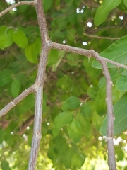 Ziziphus mauritiana