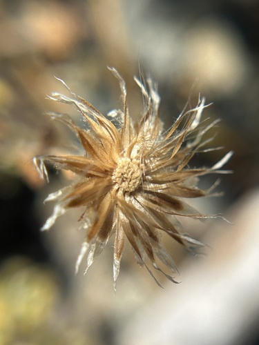Antennaria suffrutescens, photograph 4