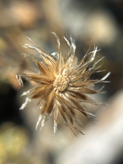 Antennaria suffrutescens, photograph author not stated, no rights reserved