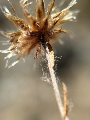 Antennaria suffrutescens, photograph 5