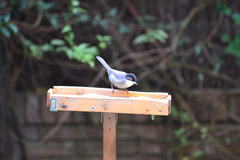 Curruca melanocephala