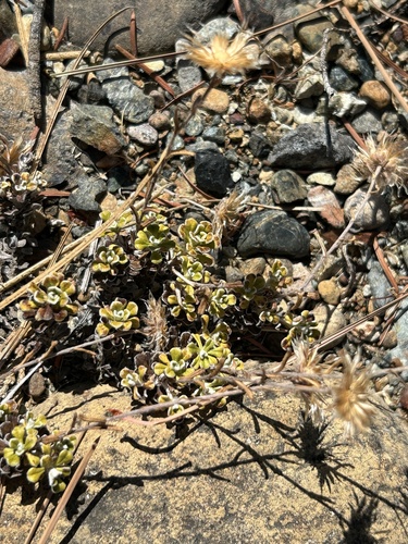 Antennaria suffrutescens, photograph 6