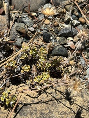 Antennaria suffrutescens, photograph author not stated, no rights reserved