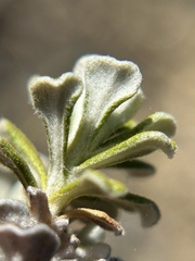Antennaria suffrutescens, photograph author not stated, no rights reserved