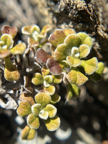 evergreen everlasting (Antennaria suffrutescens)