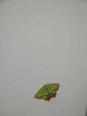 Agathia hemithearia