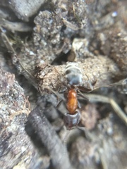 Liometopum microcephalum