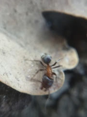 Liometopum microcephalum