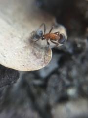 Liometopum microcephalum