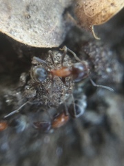 Liometopum microcephalum