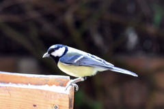 Parus major