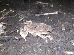 Ingerophrynus parvus