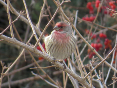 Haemorhous mexicanus
