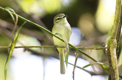 Alagoas Tyrannulet photo 4