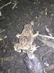 Ingerophrynus parvus