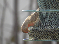 Haemorhous mexicanus