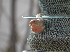 Haemorhous mexicanus