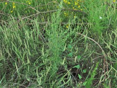 Eupatorium × pinnatifidum