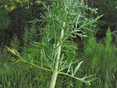 Eupatorium × pinnatifidum