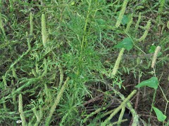 Eupatorium × pinnatifidum