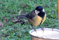 Parus major