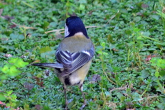 Parus major