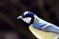 Parus major