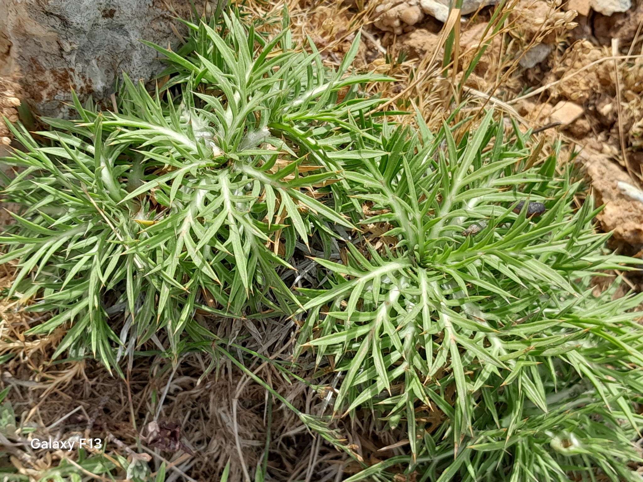 Carthamus atractyloides