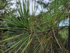 Pinus
