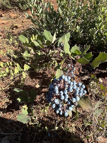 Pygmy Oregon Grape (Berberis pumila)