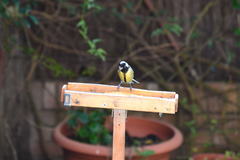 Parus major
