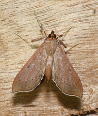 Anarmodia inflexalis