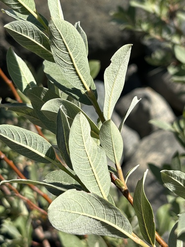 del norte willow (Salix delnortensis)