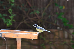 Parus major