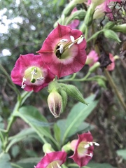 Nicotiana tabacum
