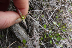 Clematis quadribracteolata