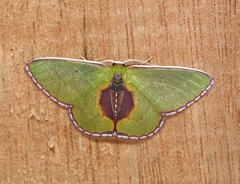 Synchlora astraeoides